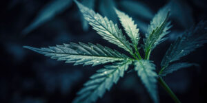 Cannabis Plant